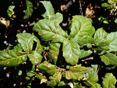 Quercus hypoxantha