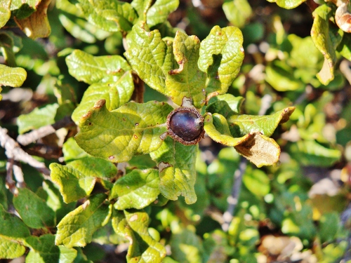 Quercus alpescens