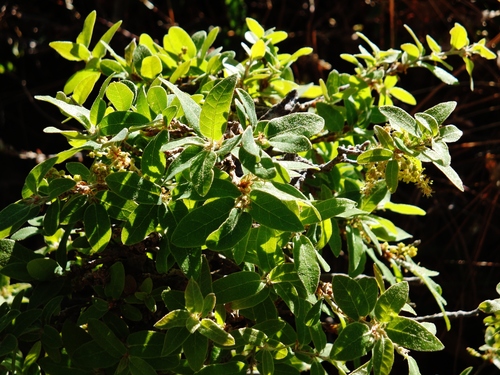 Quercus striatula