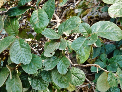 Mexican Oak