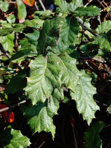 Quercus hypoxantha