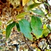Quercus affinis - Photo (c) Lex García, όλα τα δικαιώματα διατηρούνται, uploaded by Lex García