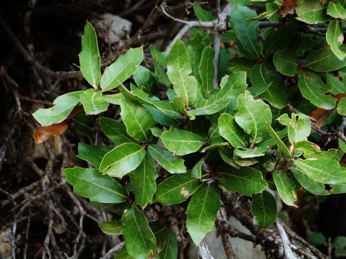 Quercus galeanensis