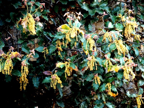 Quercus hintoniorum
