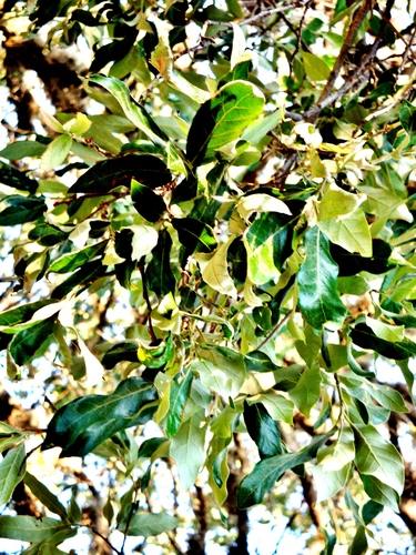 Quercus flocculenta