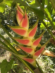 Heliconia wagneriana image