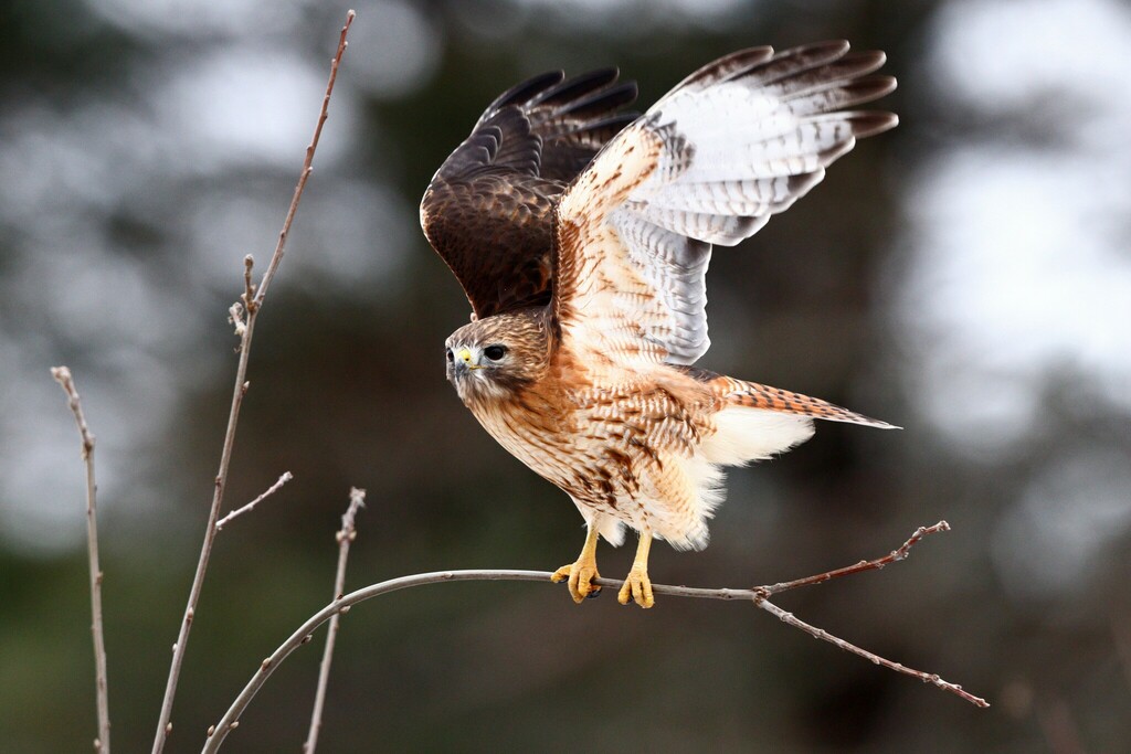 Red-tailed × Red-shouldered Hawk (Hybrid Buteo jamaicensis 