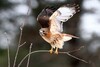 Red-tailed × Red-shouldered Hawk - Photo (c) samzhang, all rights reserved