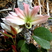 Bauhinia coulteri - Photo 由 Lex García 所上傳的 (c) Lex García，保留所有權利