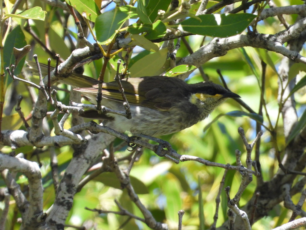 Mangrove Honeyeater from Yamba NSW 2464, Australia on January 16, 2023 ...