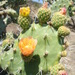 Opuntia atropes - Photo (c) guadalupe_cornejo_tenorio, all rights reserved, uploaded by guadalupe_cornejo_tenorio