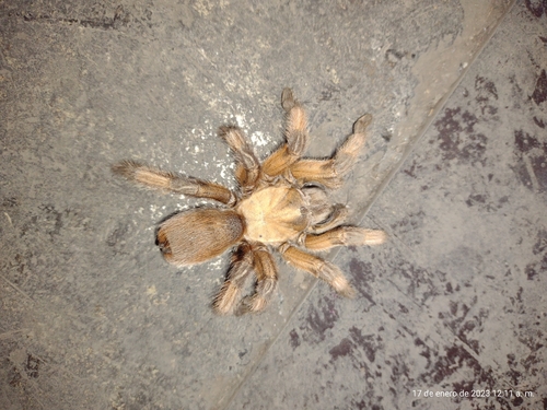 Rio Grande Gold Tarantula