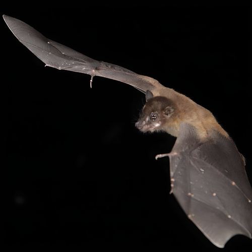 Malayan Spotted-winged Fruit Bat (Balionycteris seimundi) — Least Concern Mammalia