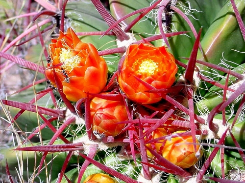 Ferocactus pilosus