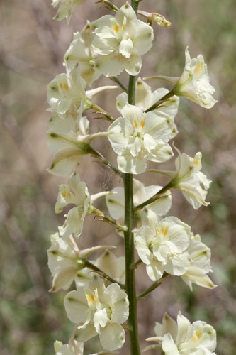 Zalil (Delphinium semibarbatum)