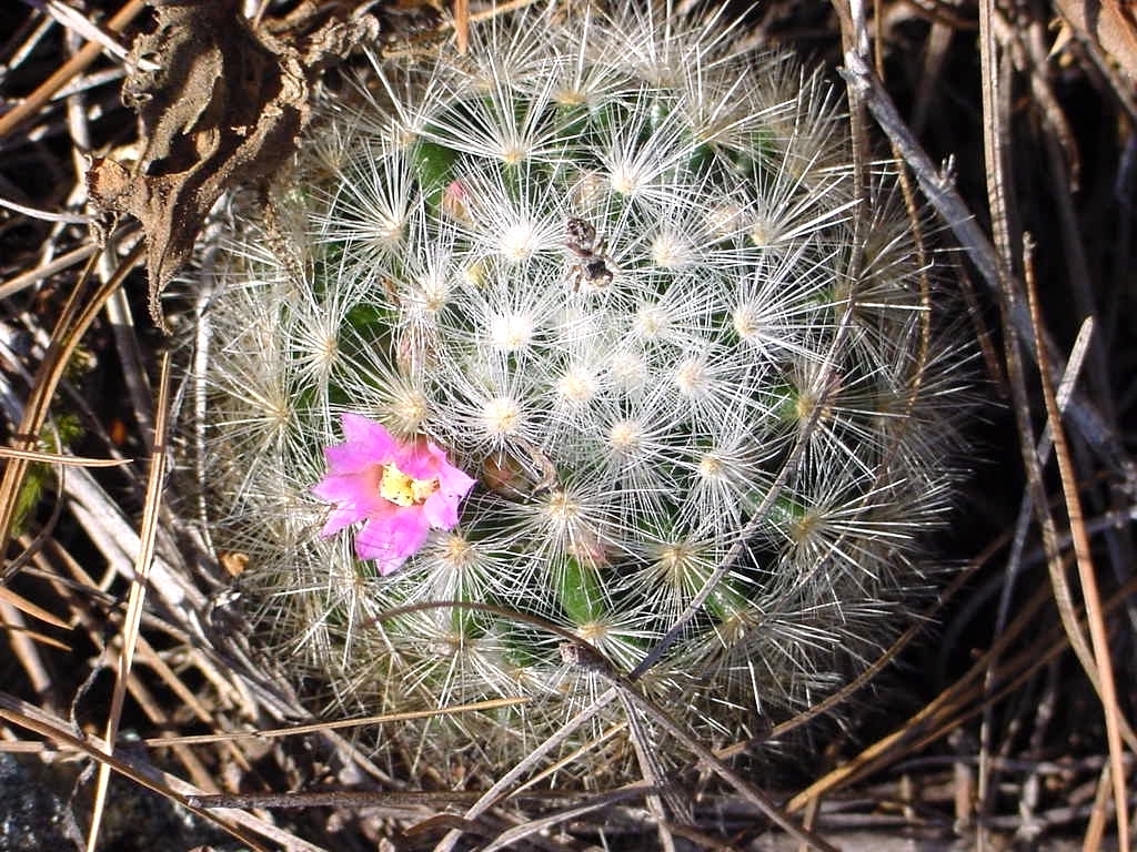Mammillaria laui  iNaturalist