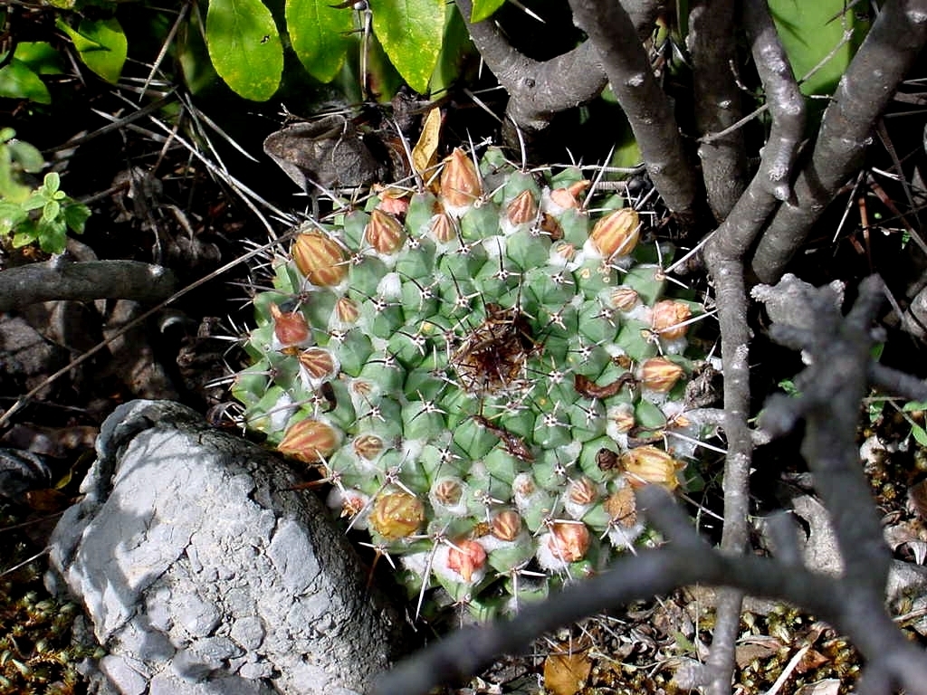 Mammillaria winterae  iNaturalist