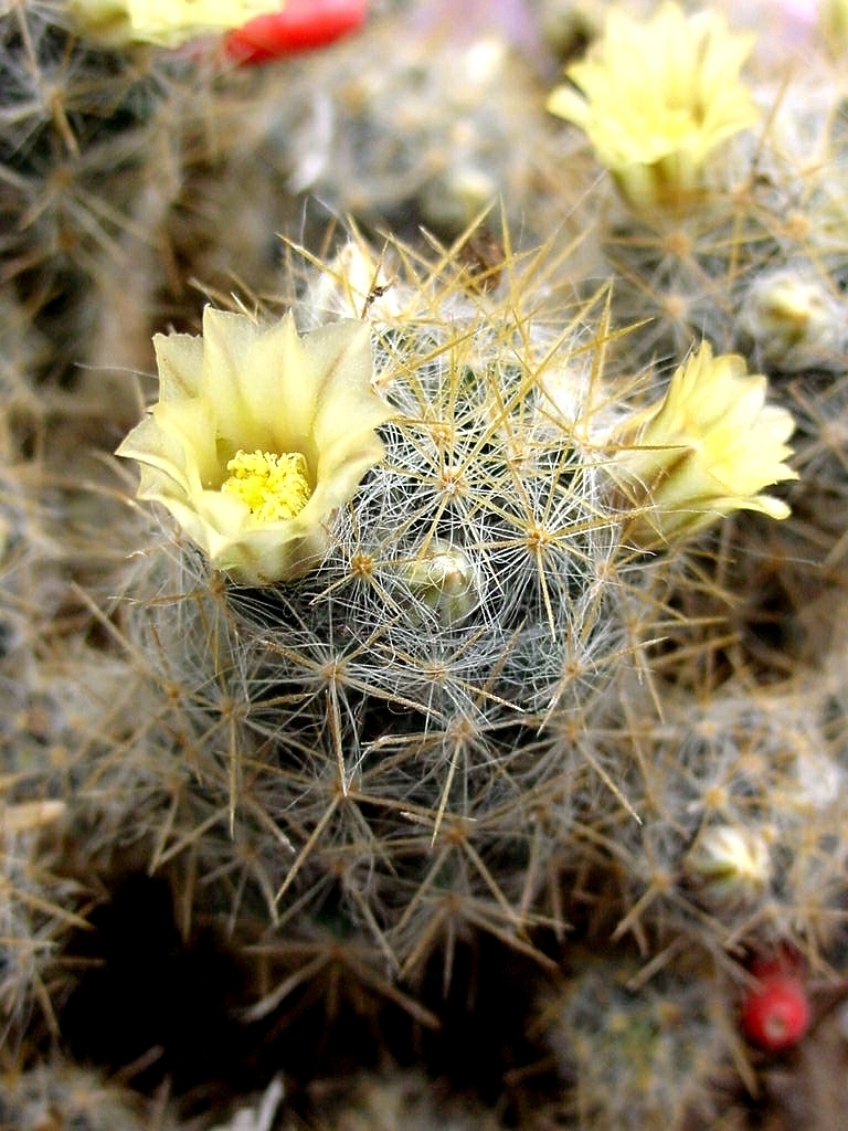 Photos of Subspecies Mammillaria prolifera arachnoidea  iNaturalist