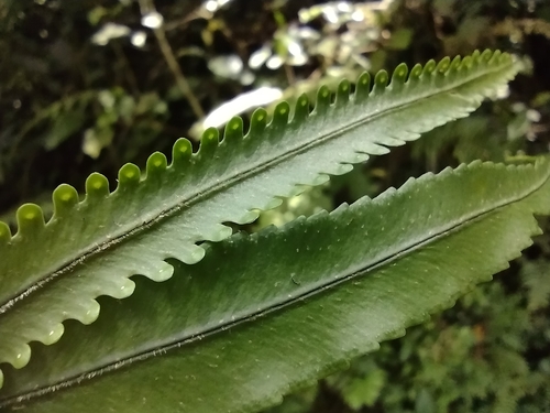 Nephrolepis davallioides