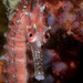 Observation photo