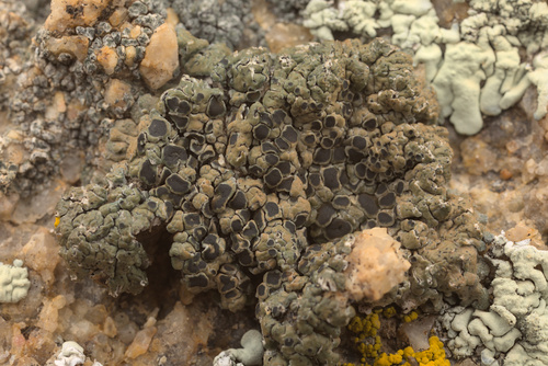 iNaturalist observation photo of Lobothallia