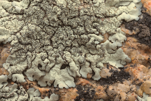 iNaturalist observation photo of rock shield lichens