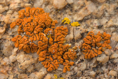 iNaturalist observation photo of Common Lichens