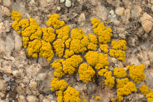 iNaturalist observation photo of Goldspeck Lichens