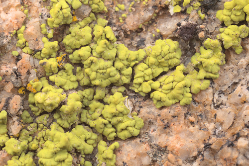 iNaturalist observation photo of cobblestone lichen family