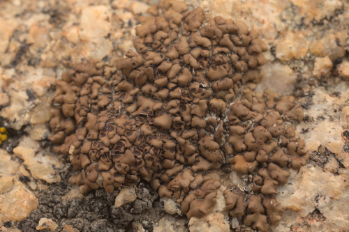 iNaturalist observation photo of Acarospora rosulata