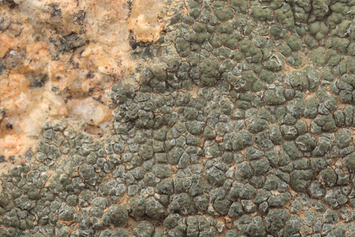 iNaturalist observation photo of Sunken Disk Lichens