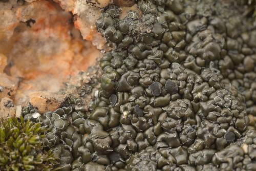 iNaturalist observation photo of bushy lichens, sea-fog lichens, and allies