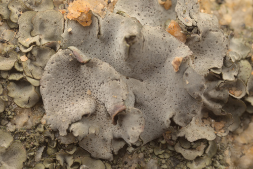 iNaturalist observation photo of Silverskin Lichens