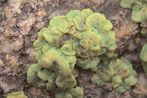 iNaturalist observation photo of Yellow Cobblestone Lichen