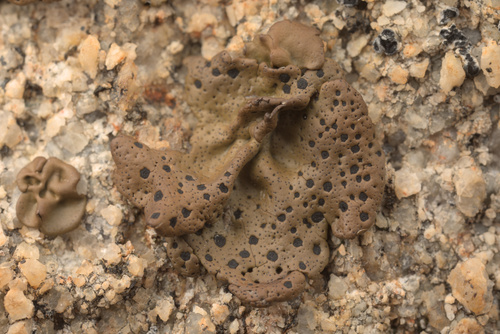 iNaturalist observation photo of Emery Rocktripe Lichen