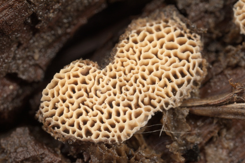 iNaturalist observation photo of Basidiomycete Fungi