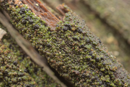 iNaturalist observation photo of Fungi Including Lichens