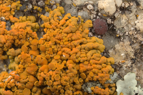 iNaturalist observation photo of sunburst lichens, firedots, and allies