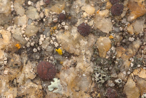 iNaturalist observation photo of Fungi Including Lichens