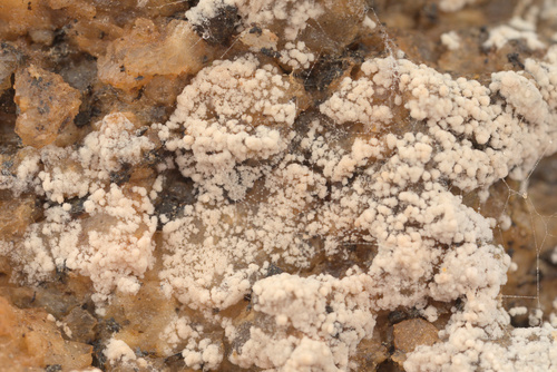 iNaturalist observation photo of Fungi Including Lichens