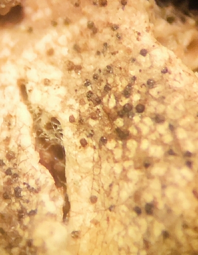 Stigmidium pumilum