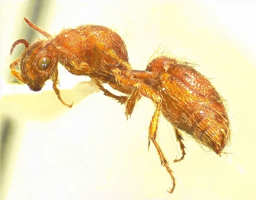 iNaturalist observation photo of Chyphotes