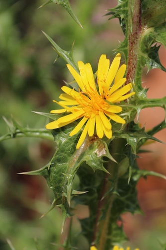 common golden thistle