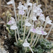 Scutellaria leptosiphon - Photo (c) Dr. Alexey Yakovlev, todos los derechos reservados, subido por Dr. Alexey Yakovlev