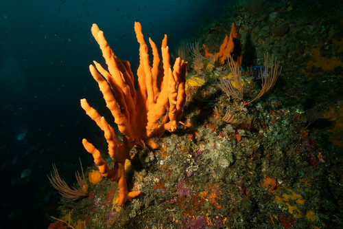 Desmacidon mamillatum