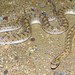Mojave Glossy Snake - Photo (c) matthew gruen, all rights reserved, uploaded by matthew gruen