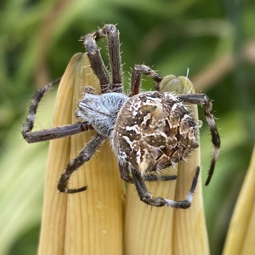 Broun's marbled orb-weaver
