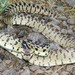 Great Basin Gopher Snake - Photo (c) Matt Gruen, all rights reserved, uploaded by Matt Gruen