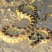 Gopher Snake - Photo (c) Matt Gruen, all rights reserved, uploaded by Matt Gruen