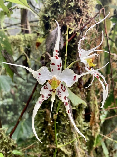 Oncidium cirrhosum